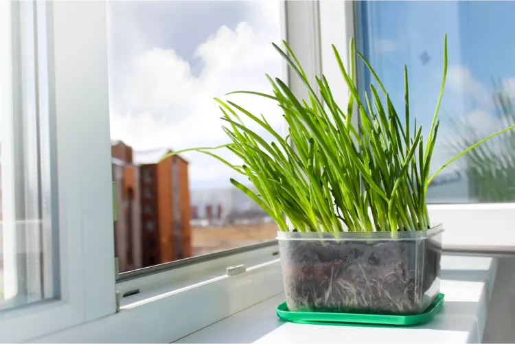 Nurturing growing spring onions